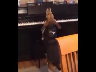 dog musician