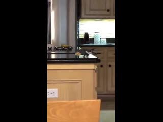 parrot suspense