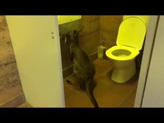 toilet thief