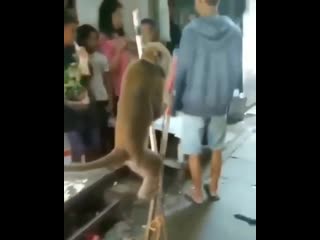 monkey on stilts