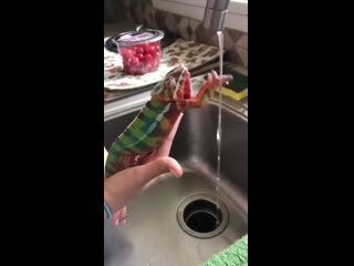 chameleon touches the water